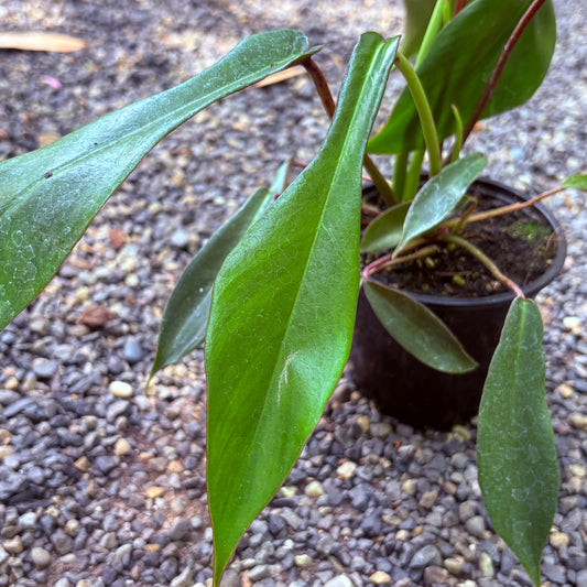 *RETAIL - Philodendron x joepii