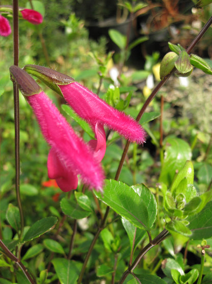 Salvia buchananii 'Velvet Slipper'