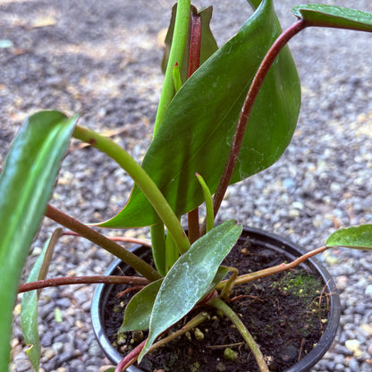 *RETAIL - Philodendron x joepii