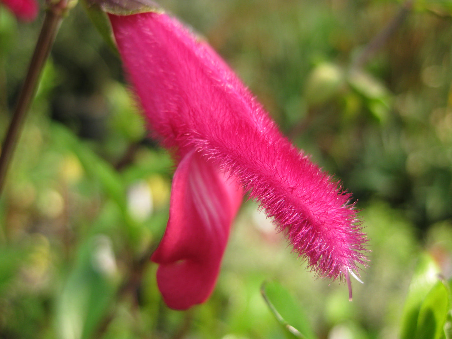 Salvia buchananii 'Velvet Slipper'