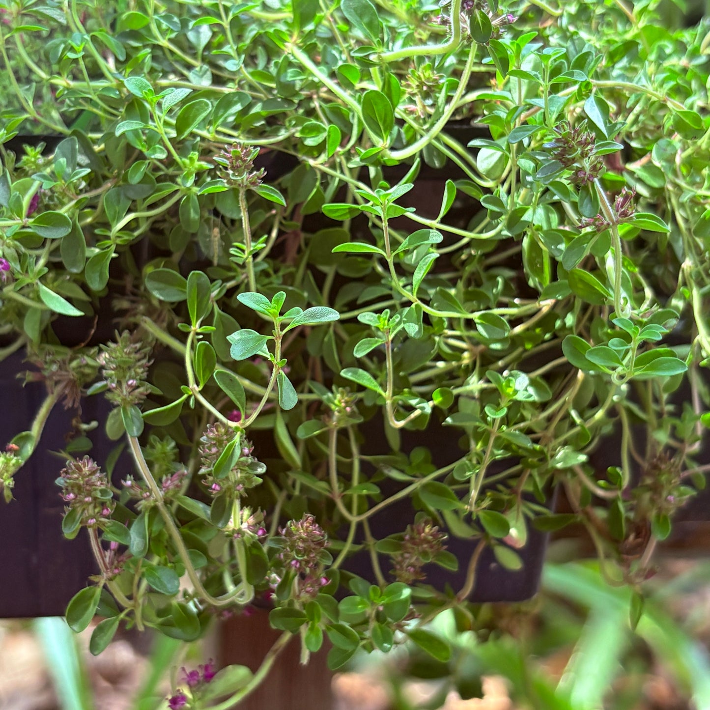 *RETAIL - Thymus praecox 'Ruby Glow'