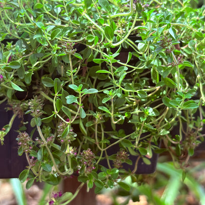 *RETAIL - Thymus praecox 'Ruby Glow'