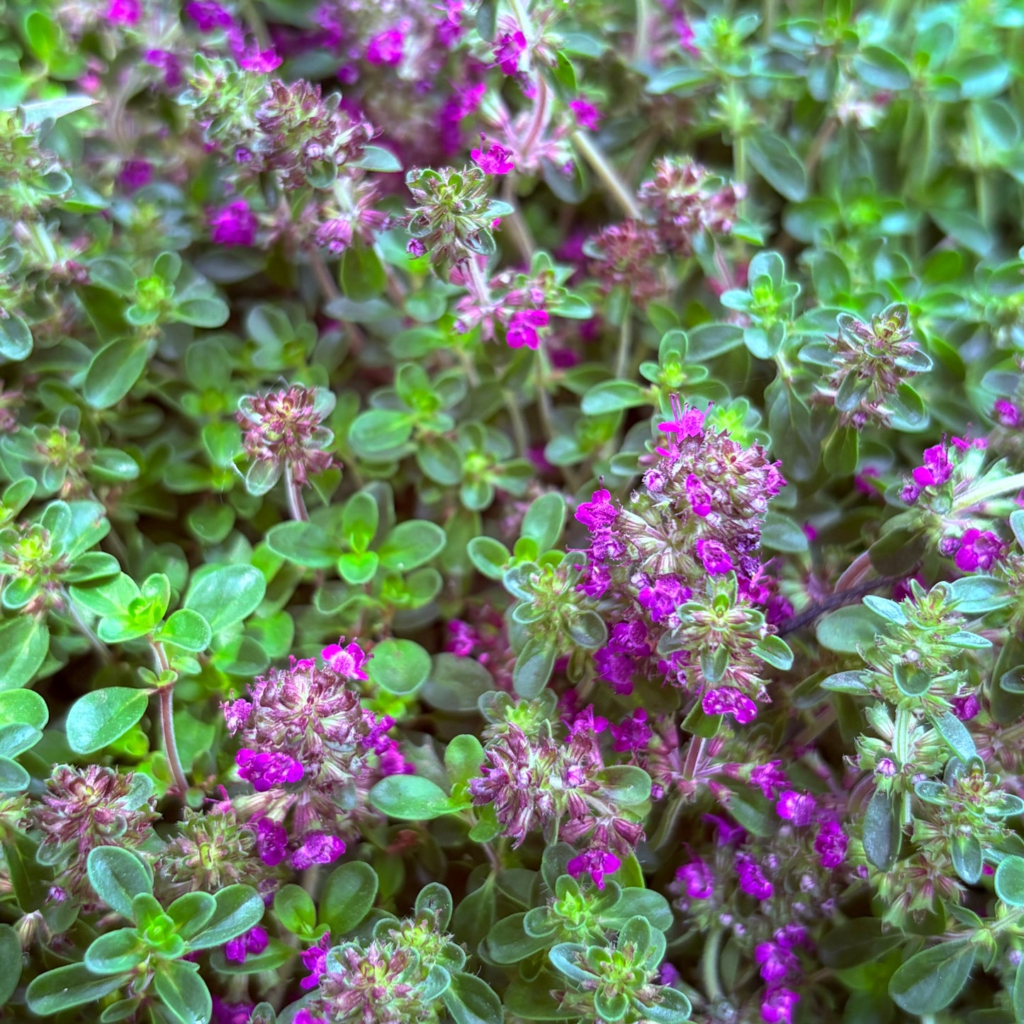 *RETAIL - Thymus praecox 'Ruby Glow'