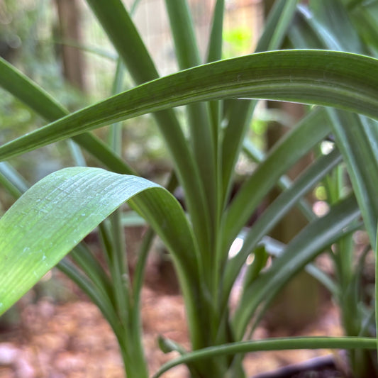 *RETAIL - Agapanthus 'Black Magic'