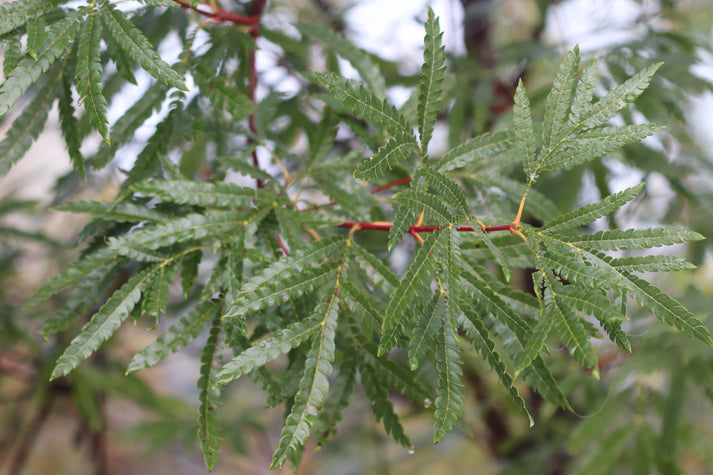 Lyonothamnus floribundus var. aspleniifolius – Cistus Nursery