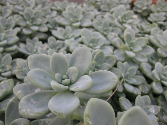 *RETAIL - Sedum clavatum