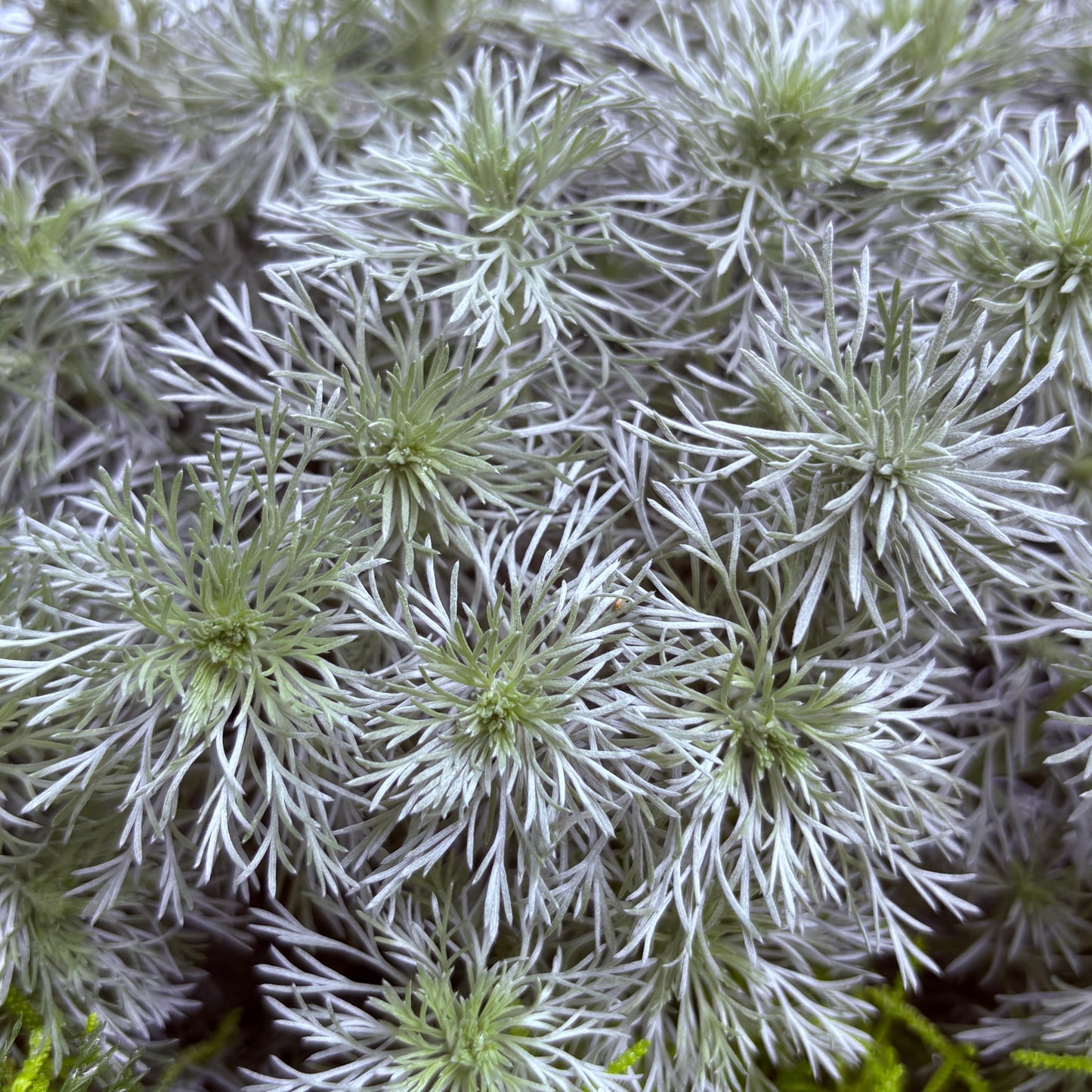 *RETAIL - Artemisia schmidtiana