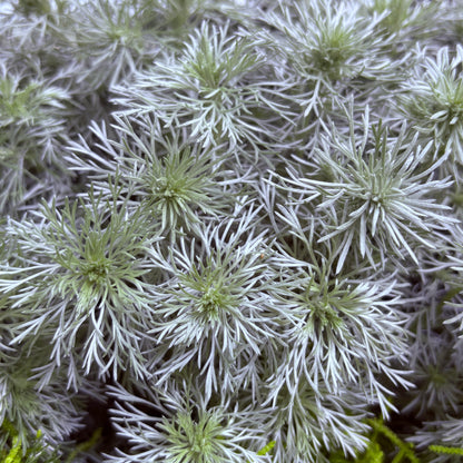 *RETAIL - Artemisia schmidtiana