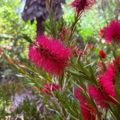 *RETAIL - Callistemon 'Taree Pink'