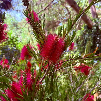 *RETAIL - Callistemon 'Taree Pink'