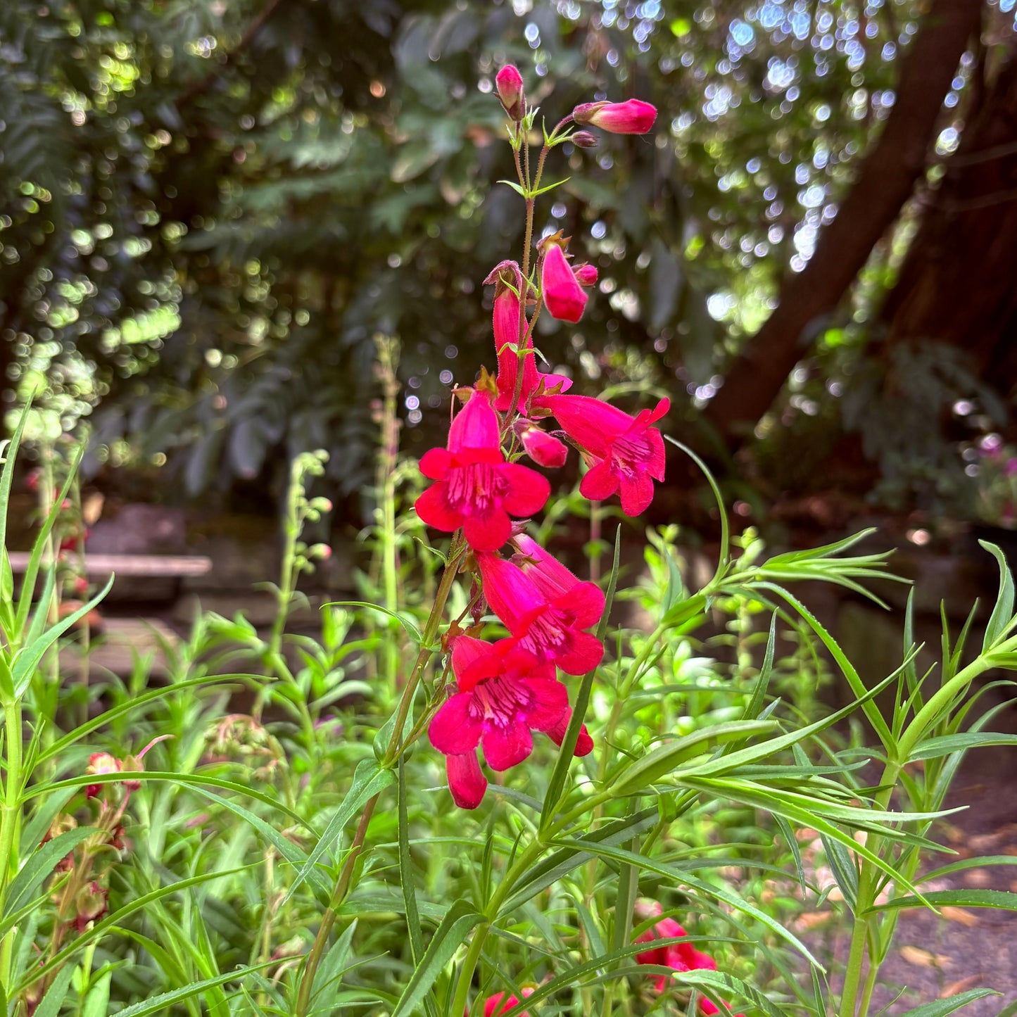 *RETAIL - Penstemon 'Firebird'
