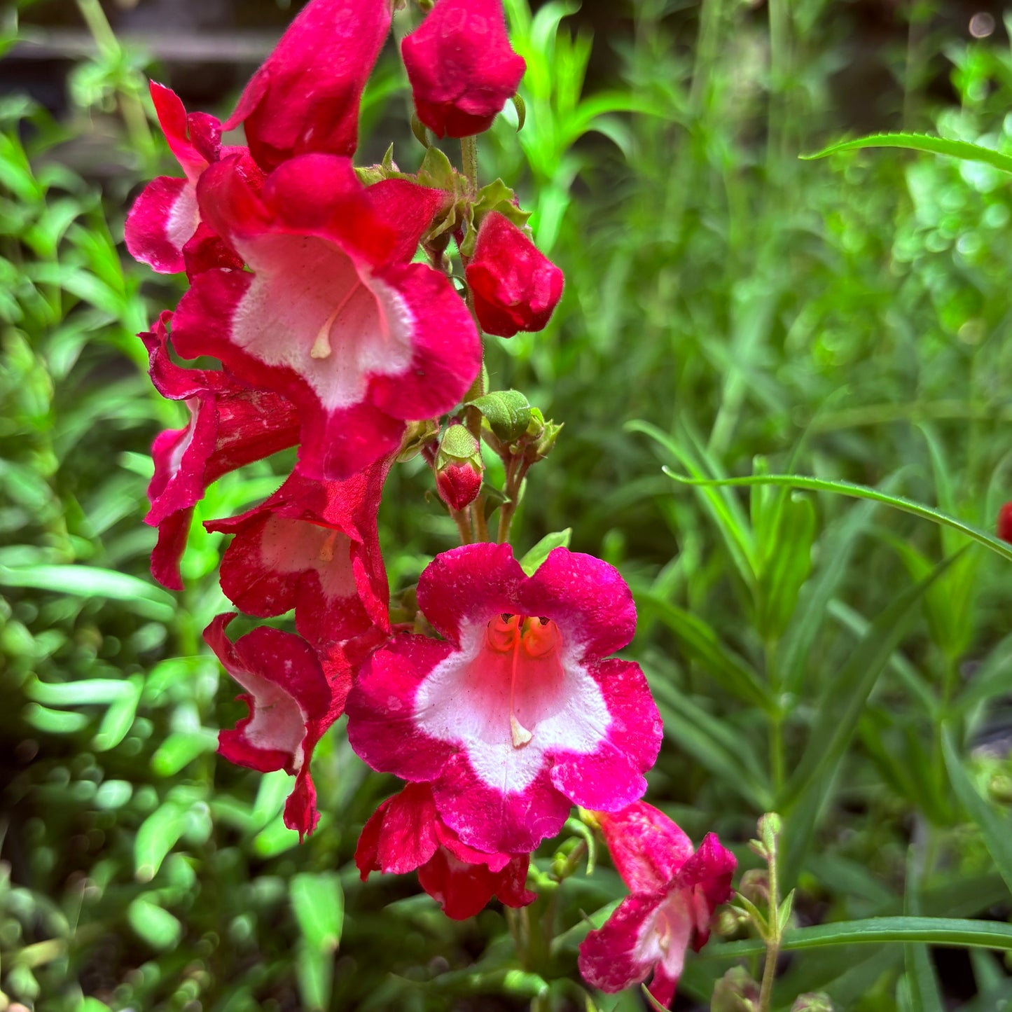 *RETAIL - Penstemon 'Red Hot Kissed'