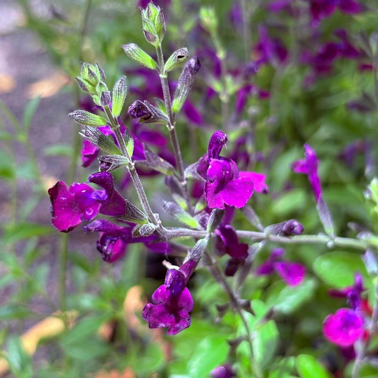 *RETAIL - Salvia x jamensis 'Nachtvlinder'