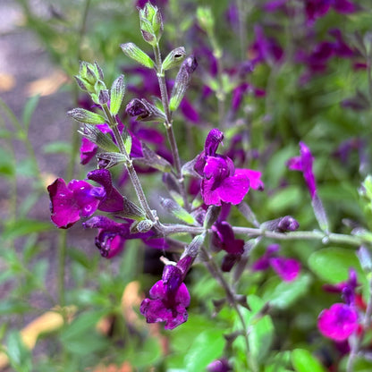*RETAIL - Salvia x jamensis 'Nachtvlinder'