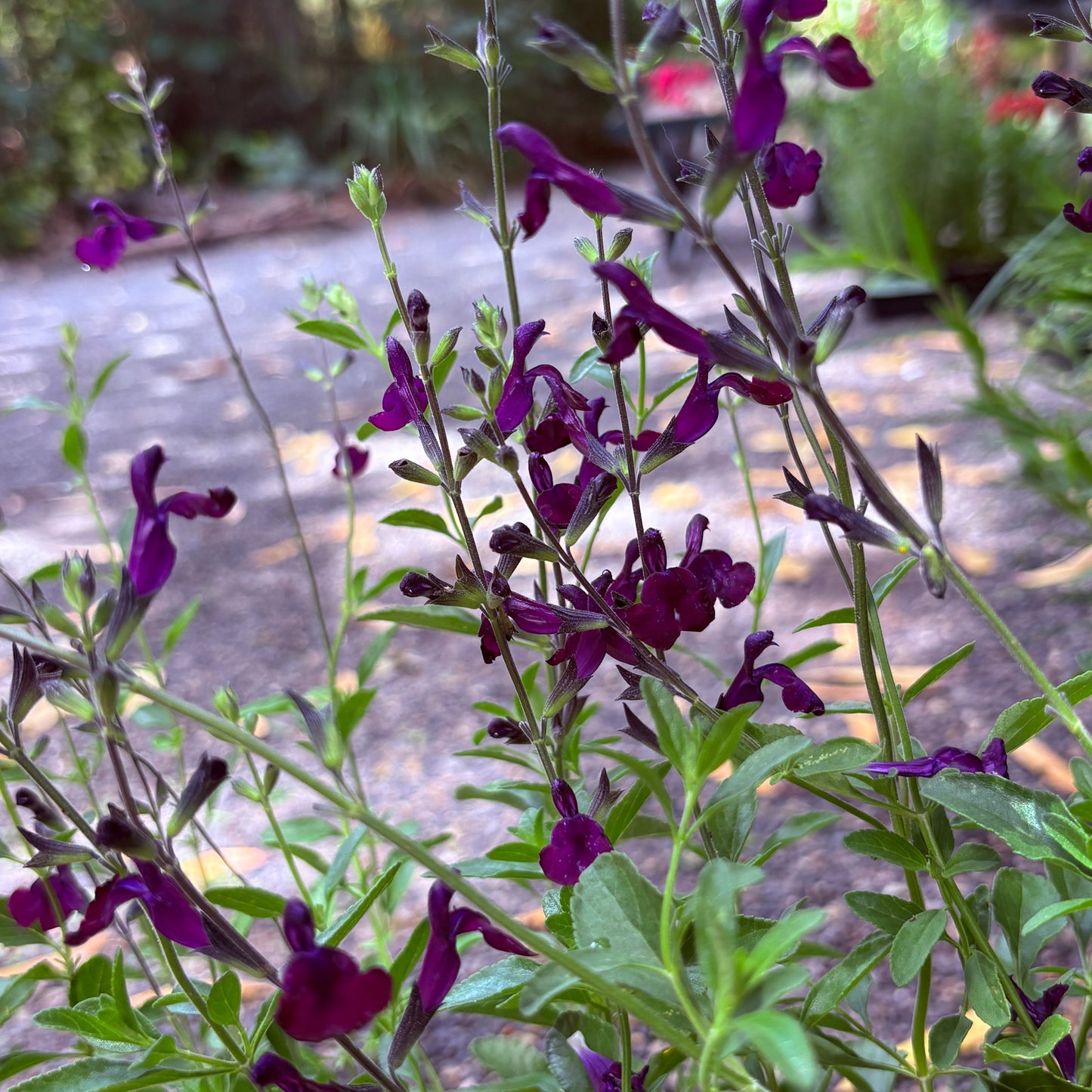*RETAIL - Salvia x jamensis 'Nachtvlinder'