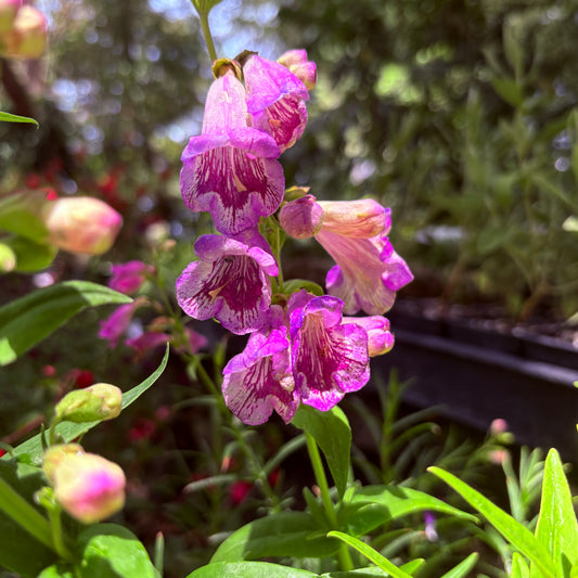 *RETAIL - Penstemon 'Raspberry Flair'