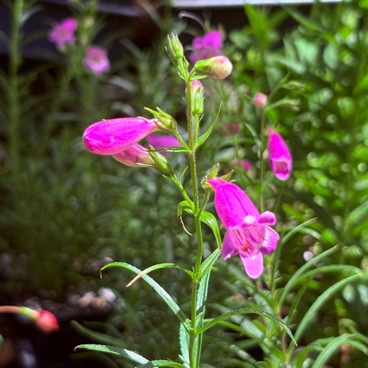 *RETAIL - Penstemon 'Gilchrist'