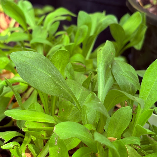 *RETAIL - Erigeron speciosus - Joy Creek selection