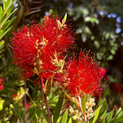 *RETAIL - Callistemon viminalis 'Slim'