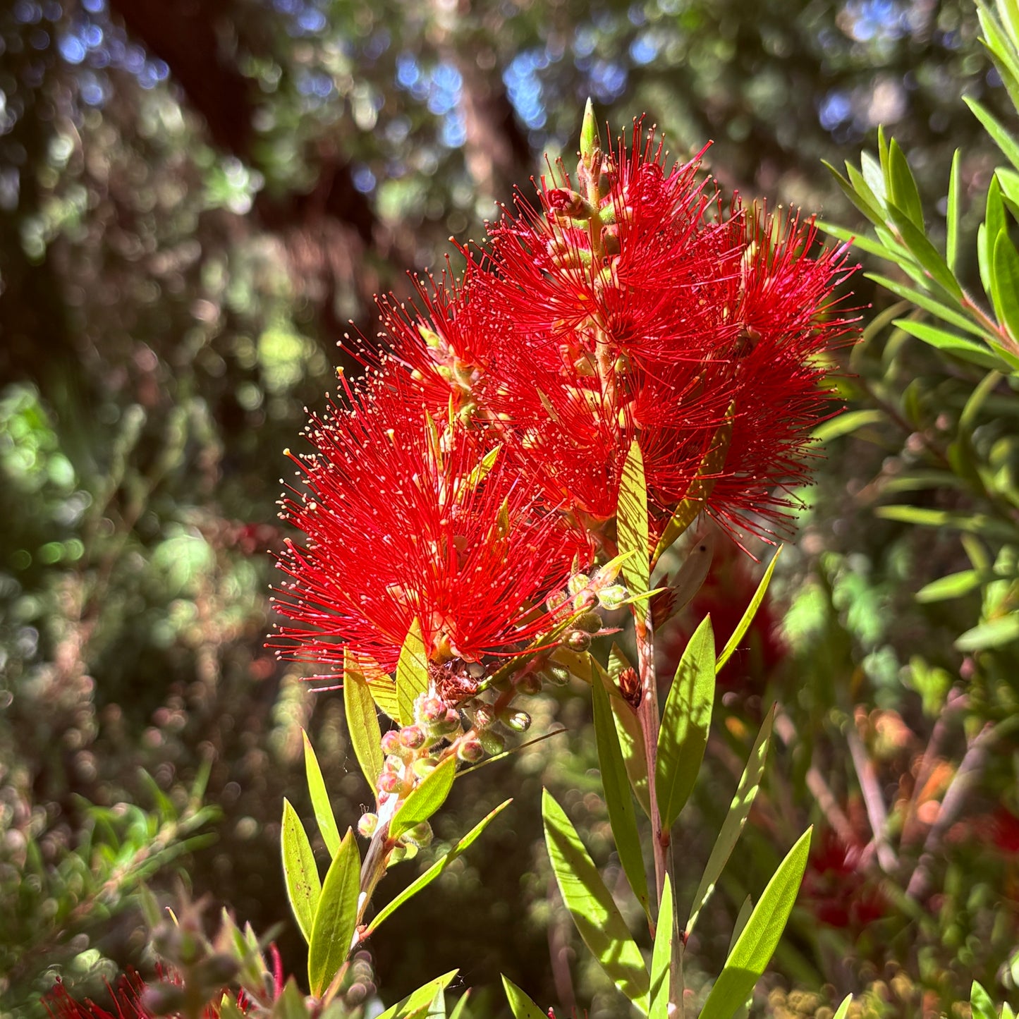 *RETAIL - Callistemon viminalis 'Slim'
