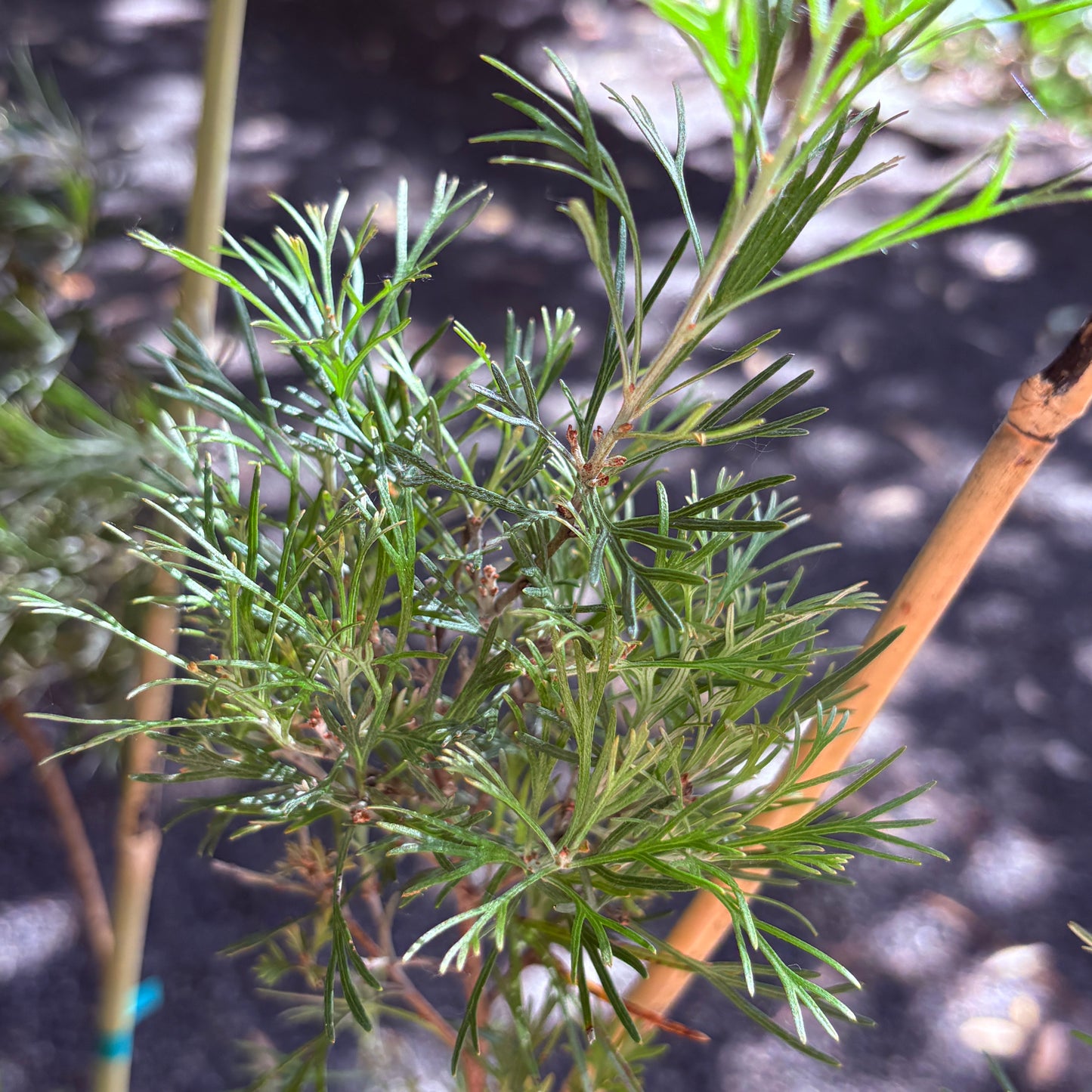 *RETAIL - Grevillea 'Winpara Gem'