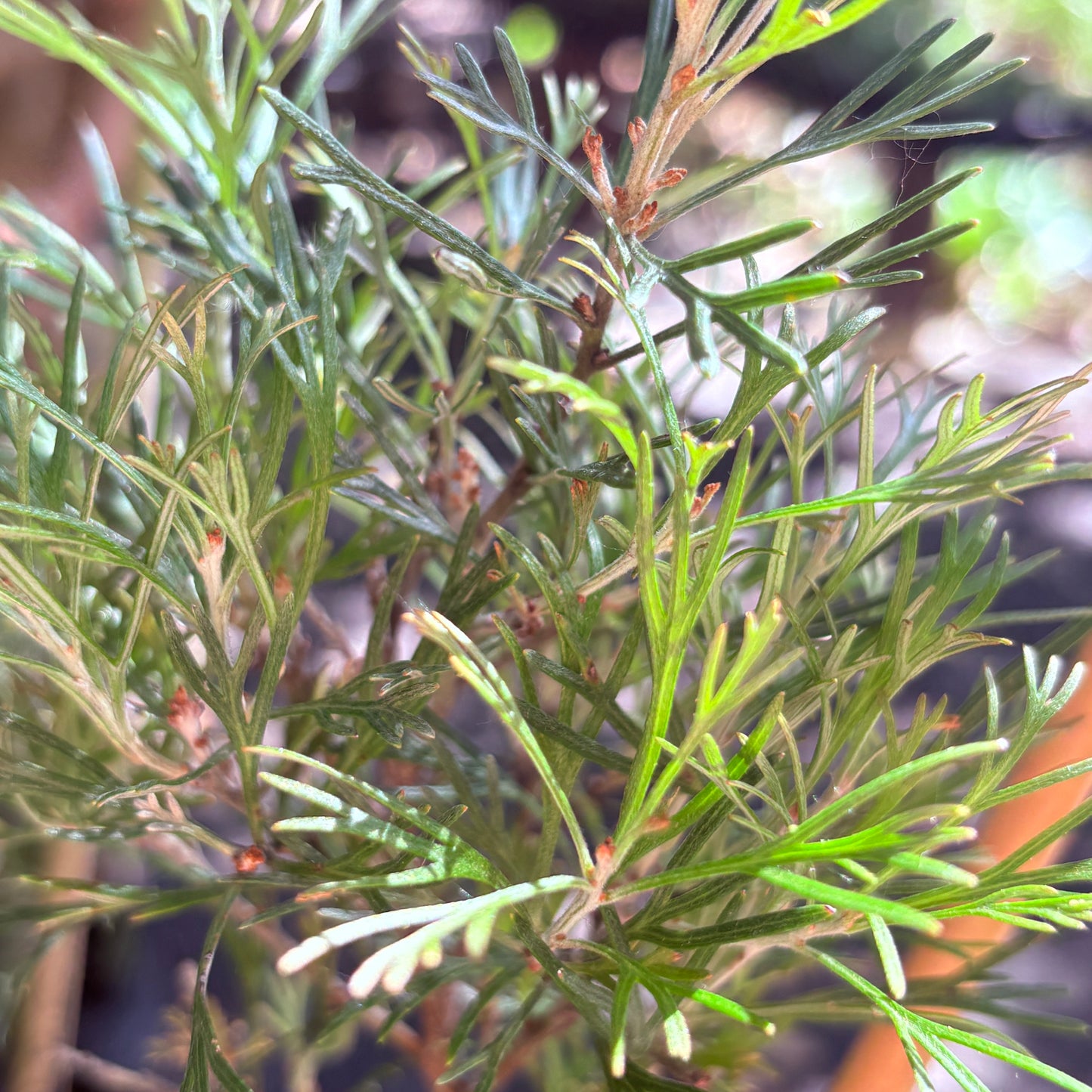 *RETAIL - Grevillea 'Winpara Gem'