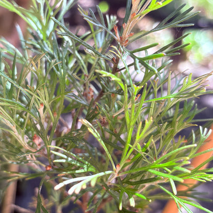 *RETAIL - Grevillea 'Winpara Gem'