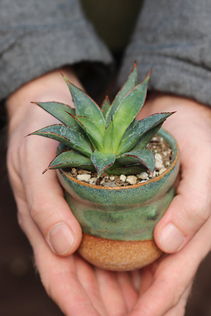 Potted Tiny Plant