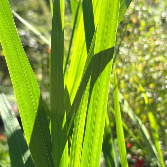 *RETAIL - Crocosmia 'Lucifer'