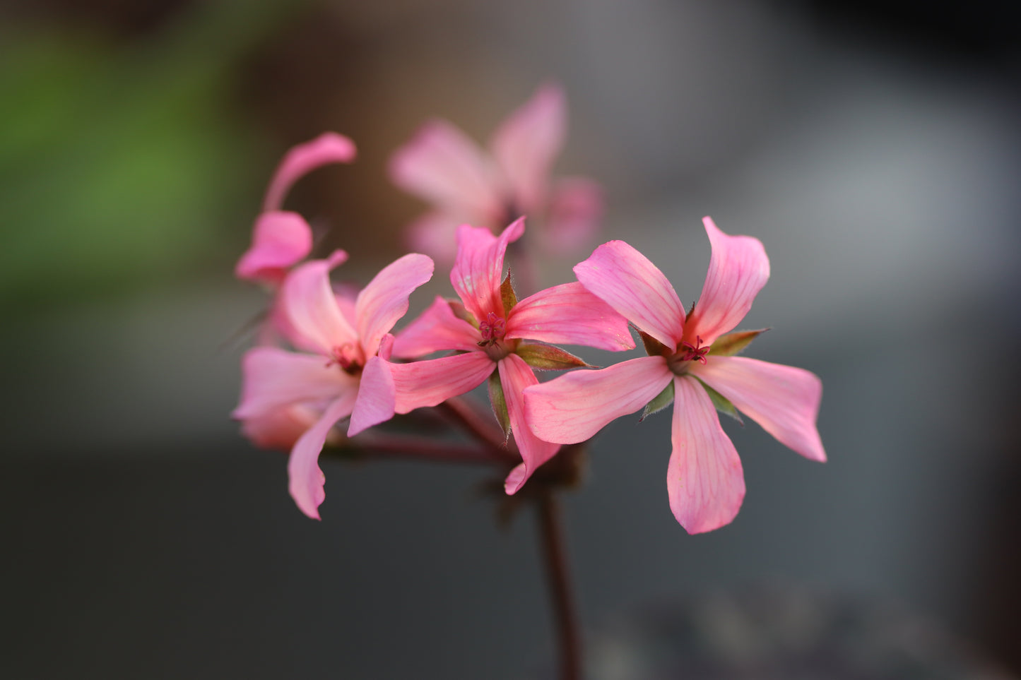 *RETAIL - Pelargonium 'Grossersorten'