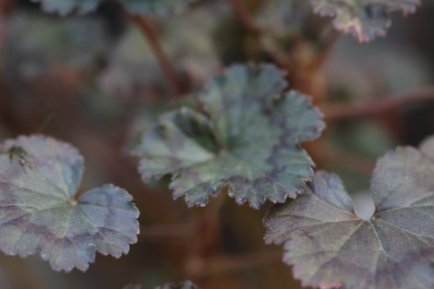 *RETAIL - Pelargonium 'Grossersorten'