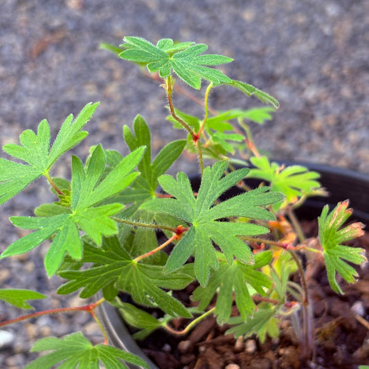 *RETAIL - Geranium sanguineum 'New Hampshire'