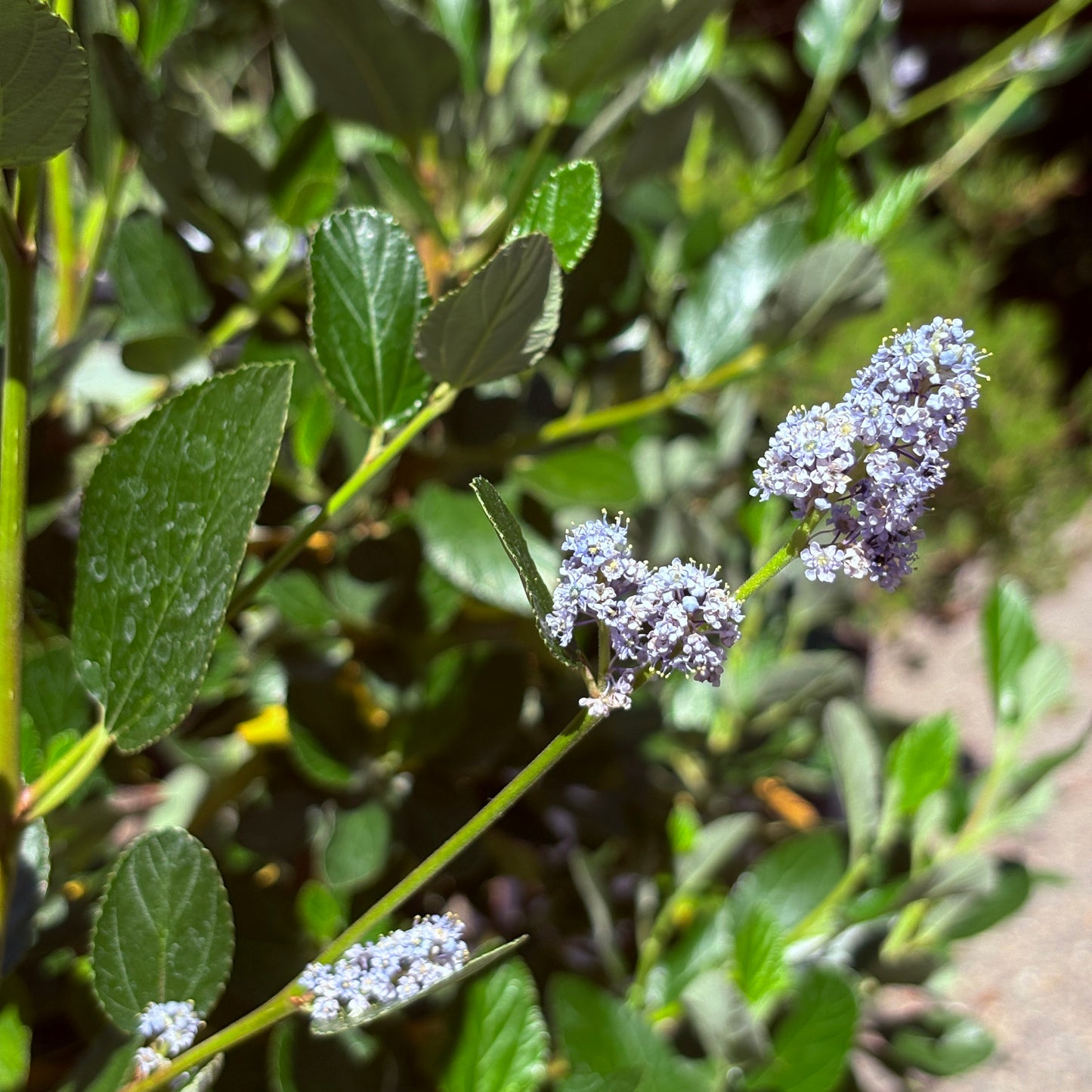 *RETAIL - Ceanothus arboreus