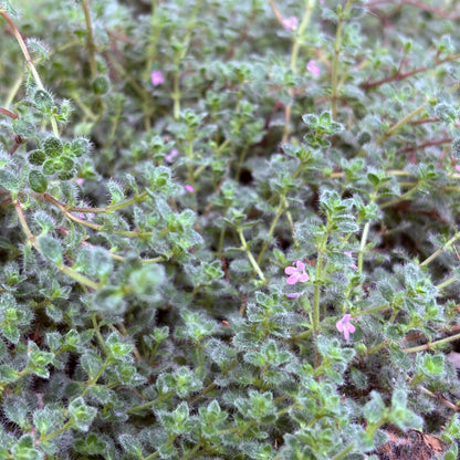 *RETAIL - Thymus lanuginosus