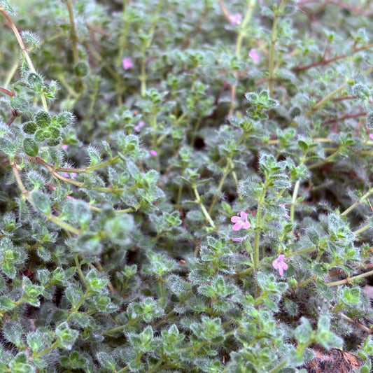 *RETAIL - Thymus lanuginosus