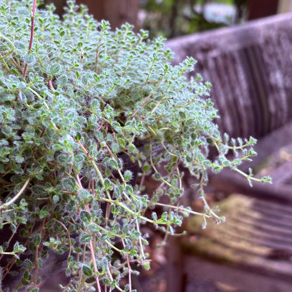 *RETAIL - Thymus lanuginosus