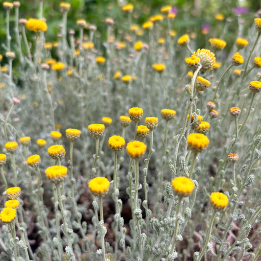 *RETAIL - Santolina chamaecyparissus 'Nana'