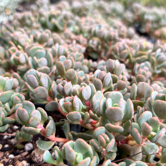 *RETAIL - Sedum aff. flavidum 'Doe Flat'