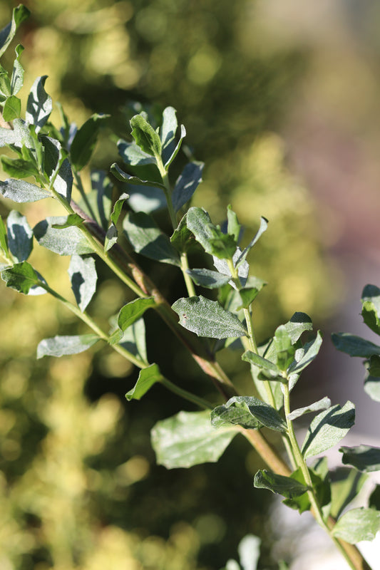 *RETAIL - Baccharis pilularis 'Willamette'