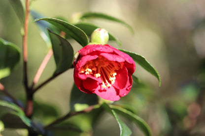 *RETAIL - Camellia sasanqua 'Yuletide'