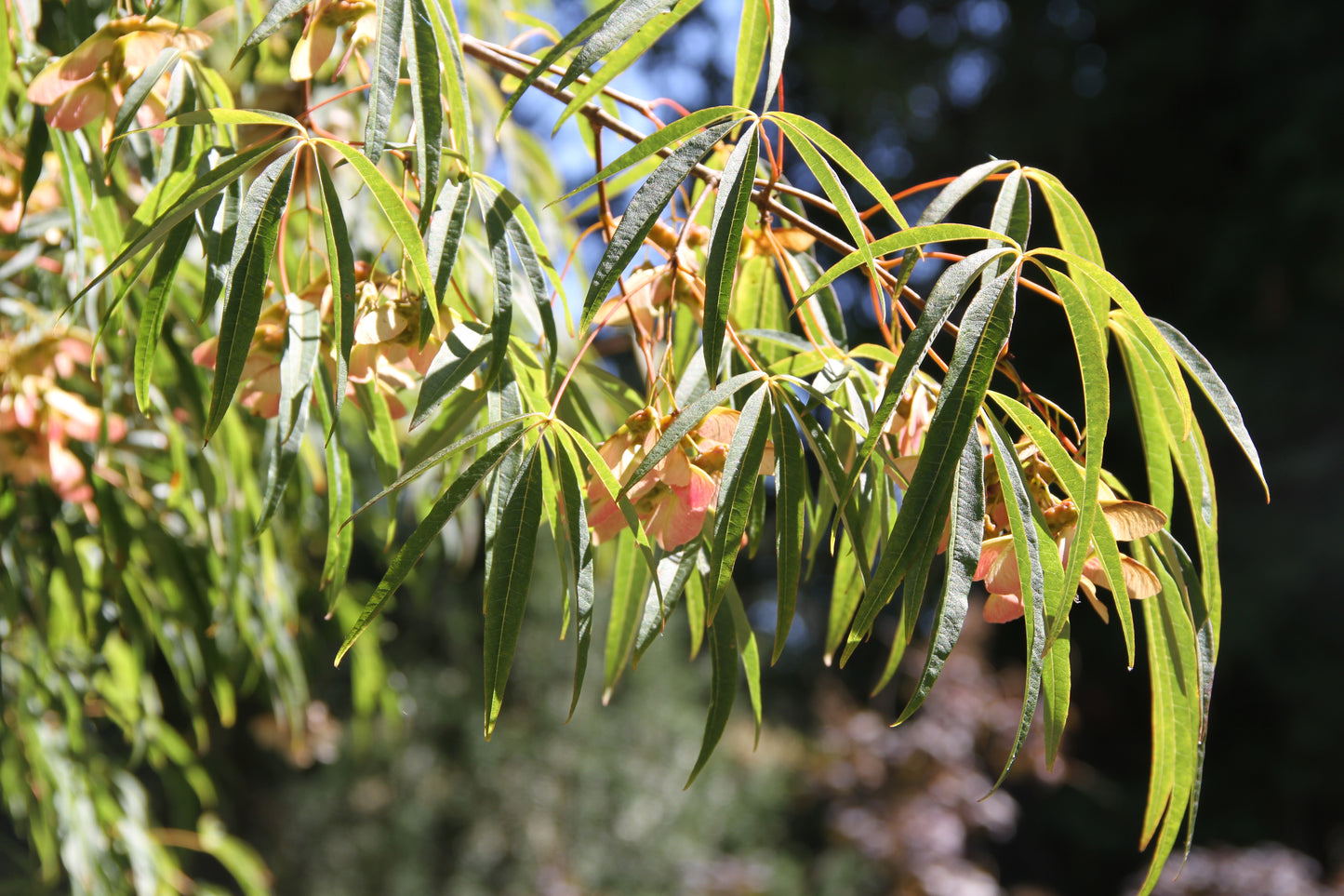 Acer pentaphyllum - MO or retail?