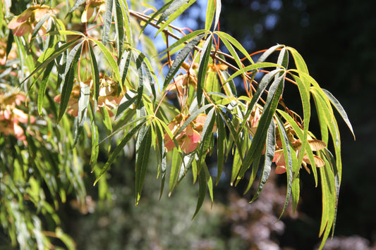 Acer pentaphyllum - MO or retail?