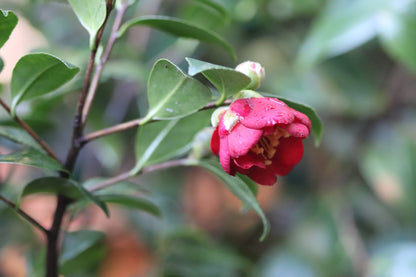*RETAIL - Camellia sasanqua 'Yuletide'