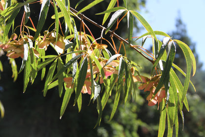 Acer pentaphyllum - MO or retail?