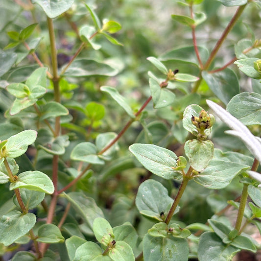 *RETAIL - Origanum 'Lizzie's Hybrid'