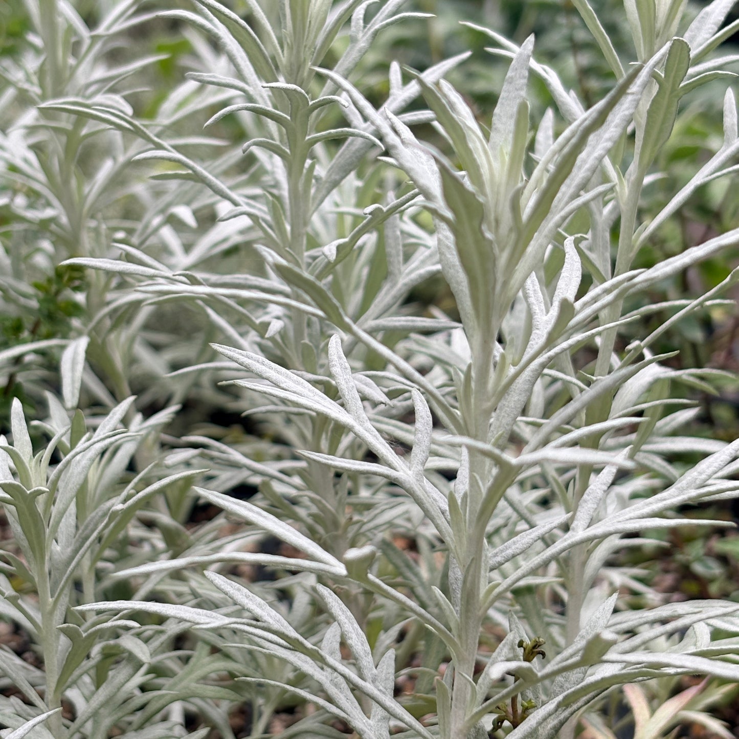 *RETAIL - Artemisia ludoviciana 'Silver King'