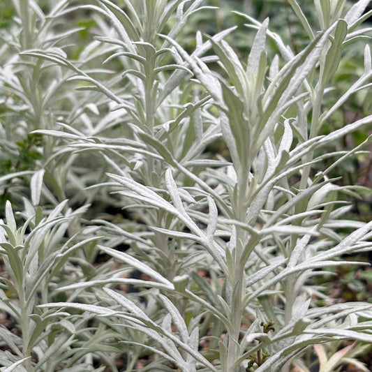 *RETAIL - Artemisia ludoviciana 'Silver King'