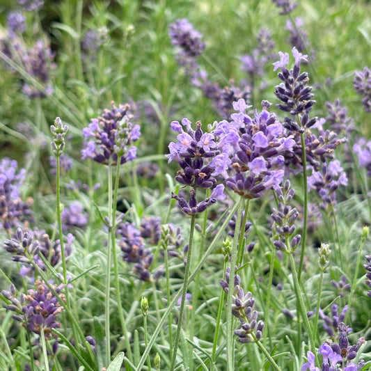 *RETAIL - Lavandula angustifolia 'Eunice'