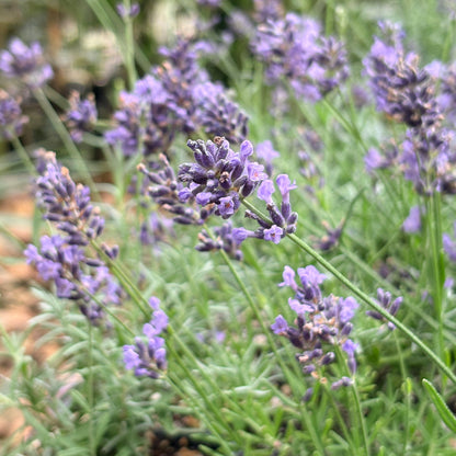 *RETAIL - Lavandula angustifolia 'Eunice'