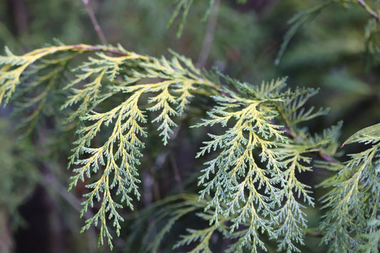 *RETAIL - Chamaecyparis lawsoniana 'Lucky Strike'